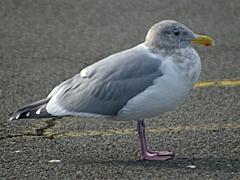 Glaucous-winged Gull - winter plumage
